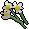 White Flowers.png